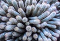 Cactus Spine Pattern Close-up Royalty Free Stock Photo