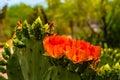 Cactus Spineless Prickly Pear in full bloom - Opuntia laevia