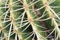 Cactus spines