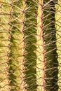 Cactus Spines Close Up