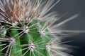 Cactus spines close-up