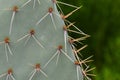 Cactus Spines