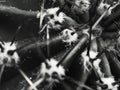 Cactus with spines Echinopsis horizontal bw close-up