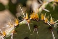 Cactus Spines and Glochids on Pricklypear