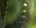 Cactus with Spines