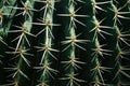 Cactus spines pattern. Nature background.