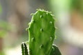 Cactus plantation in the garden