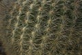 Cactus with spines