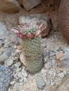 Cactus spring canyon Guadalupe baja California hiking spring vacation mountain desert ÃÂ¡rea rocks nature