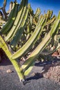 Cactus Stenocereus Prinosus Royalty Free Stock Photo