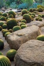 Cactus and stone Garden Royalty Free Stock Photo