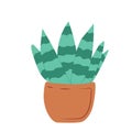 Cactus with striped leaves in a pot