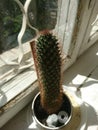 Cactus submerged on a huge and old window sill Royalty Free Stock Photo