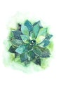 Cactus succulent aloe plant flower watercolor illustration. Royalty Free Stock Photo