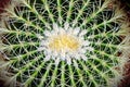 Succulent plant center top view close up. Royalty Free Stock Photo