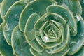 Cactus and Succulent Echeveria Crassulaceae Echeveria sp..A succulent flower shaped like a rose. The leaves are compressed into