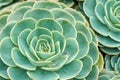 Cactus and Succulent Echeveria Crassulaceae Echeveria sp..A succulent flower shaped like a rose. The leaves are compressed into