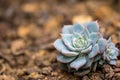 Cactus succulent echeveria glauca on dirt ground