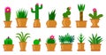 Cactus succulent flat cacti prickle flower in pot