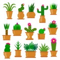 Cactus succulent flat cacti prickle flower in pot