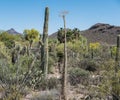 Cactus, succulent, and flower varieties in Arizona springtime de