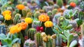 Cactus succulent flowers blooming in Amsterdam flower market Netherlands Royalty Free Stock Photo