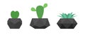 Cactus and succulent flowers in trendy black geometric pots. Vector set of home plants