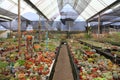 Collection of cactus and succulent garden greenhouse for dry loving and desert plant