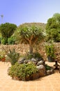 Cactus and succulent garden