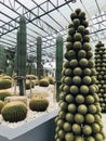 Cactus and Succulent garden of Nong Nooch Tropical Botanical Garden in Thailand.