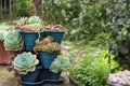 Cactus and succulent group in pot outdoor in the garden. Cute desert tropical plant. Various cactus. Lot of cacti plants.