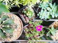 Cactus and succulent houseplant in pot top view selected focus