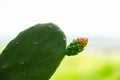 The flower of cactus peak under the sunshine. Royalty Free Stock Photo