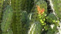 Cactus succulent plant, California USA. Desert flora, arid climate natural flower, botanical close up background. Green Royalty Free Stock Photo