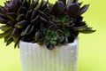 Cactus Succulent plant Echeveria Black Prince