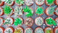 Cactus succulent Plant in Flower Pot, flat lay - Color tone Royalty Free Stock Photo