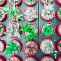 Cactus succulent Plant in Flower Pot, flat lay - Color tone Royalty Free Stock Photo