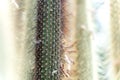 Cactus. Succulent plant. Cactus`s spines thorns, prickles. Close-up