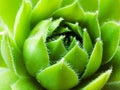 Cactus succulent plant (Sempervivum Atlanticum) closeup overhead view Royalty Free Stock Photo