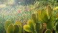 Cactus succulent plant with sunlight background in the botanic garden Royalty Free Stock Photo