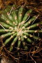 Cactus, succulent plant top view close up. Unknown species found in Mendoza, Argentina Royalty Free Stock Photo