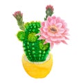 Cactus succulent plant water color hand sketch painting isolated on white background, illustration objects with clipping path