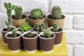 Cactus and succulent plants collection in paper cups on small yellow table Royalty Free Stock Photo