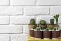 Cactus and succulent plants collection in paper cups on small yellow table Royalty Free Stock Photo