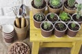 Cactus and succulent plants collection in paper cups on small yellow table Royalty Free Stock Photo