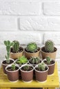 Cactus and succulent plants collection in paper cups on small yellow table Royalty Free Stock Photo