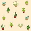 Cactus succulent plants pots background Royalty Free Stock Photo