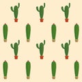Cactus succulent plants pots background Royalty Free Stock Photo