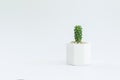 Cactus or succulent plants in pots, over white background Royalty Free Stock Photo