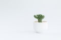 Cactus or succulent plants in pots, over white background Royalty Free Stock Photo